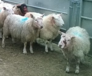 Sheep attacked by dogs in a field near Inveraray