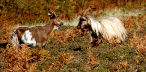 As well as sheep, the island is home to a herd of wild goats.