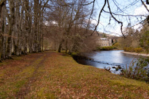 The 1745 Avenue of Beech trees at Achnacarry. NO F26 Beech Avenue-Achnacarry-Castle